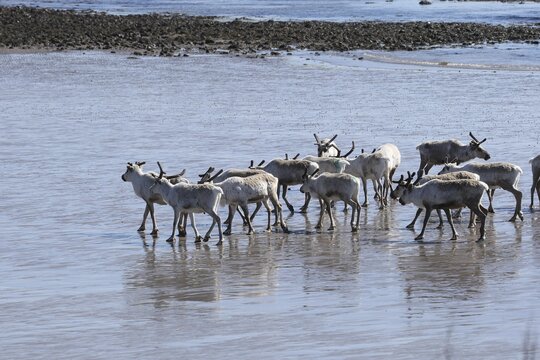 Reindeer (Rangifer tarandus) at low tide on the beach of the Barents Sea, Northern Norway, Lapland, Norway, Scandinavia