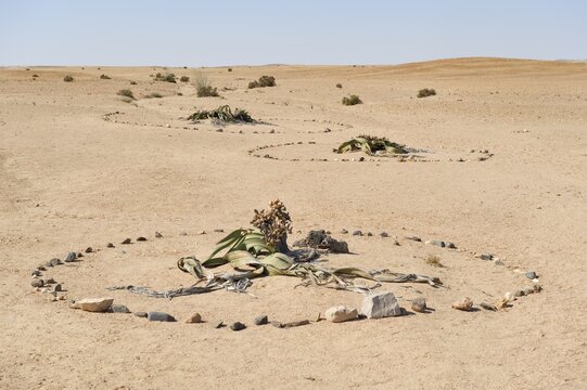 Welwitschia (Welwitschia mirabilis) in the Namib-Naukluft National Park, Namibia, Africa