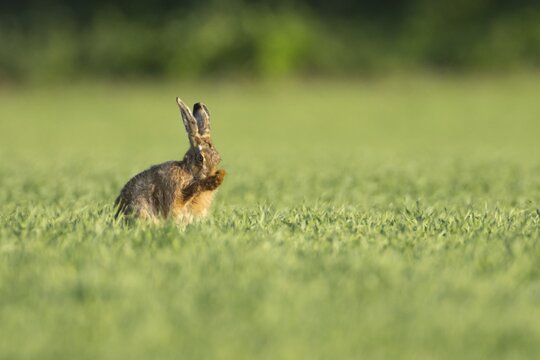 European brown hare (Lepus europaeus) adult animal washing its face in a farmland cereal crop, England, United Kingdom