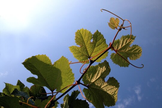 Common Grape Vine (Vitis vinifera)