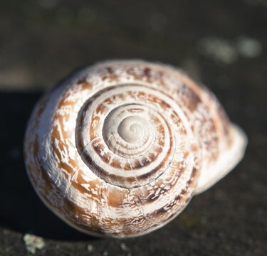 Snail shell