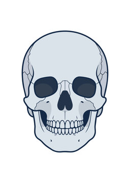 Human Skull Front View Detailed Illustration.