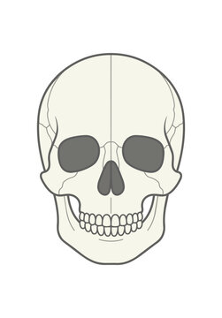 Anatomical illustration of a human skull front view.
