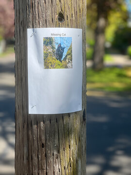 A poster tacked to a telephone pole for a missing black cat in the neighborhood