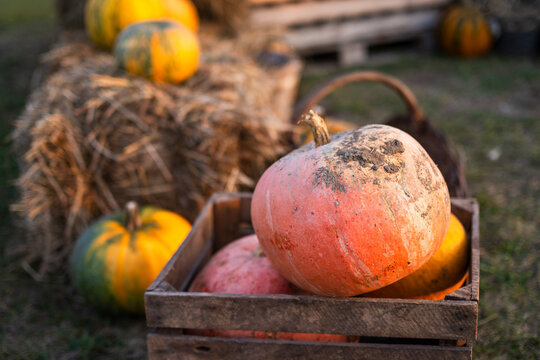 Ripe orange pumpkins covered with soil in a rustic wooden crate, surrounded by straw and autumn squash outdoors, shallow depth of field, seasonal harvest atmosphere