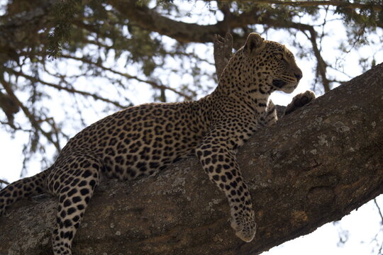 View of a leopard resting on a tree branch in Serengeti National Park, Mara Region, Tanzania.