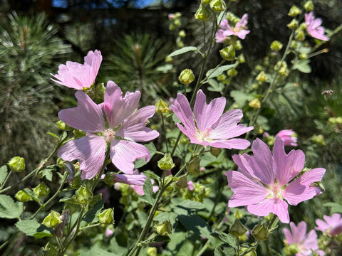 Malva thuringiaca tree lavatera mallow pink flowers in garden.