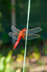 Bright red dragonfly perched on a green grass stem with translucent wings in natural sunlight © Andrii_Abriutin