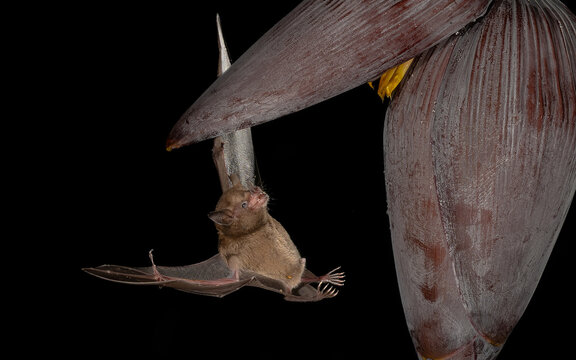 Pallas-Bl&uuml;tenfledermaus, Spitzmaus-Langz&uuml;ngler (Glossophaga soricina)