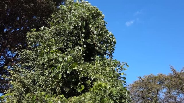 Green Leaves Blowing in Autumn Wind Under Clear Blue Sky