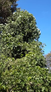 Green Leaves Blowing in Autumn Wind Under Clear Blue Sky