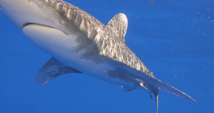 Rare footage of endangered male oceanic whitetip shark with great view of underside and claspers in Cat Island, Bahamas.