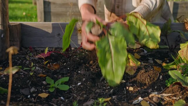Woman hands pulling fresh beetroot from dark soil in a raised vegetable bed, revealing the roots and leafy greens in warm natural sunlight.