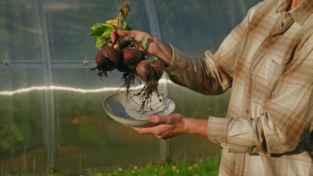 Close-up of hands holding freshly harvested beetroot with soil-covered roots and green leaves illuminated by warm sunlight, putting them on a ceramic bowl next to a greenhouse. Home grown vegetables
