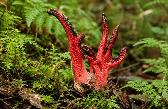 Unusual Red Stinkhorn Fungus Emerging from a White Base in Woodland
