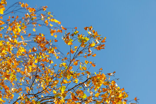 Golden leaves flutter against a clear blue sky