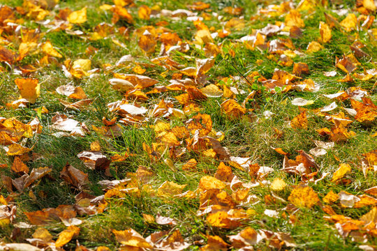 Golden leaves blanket green grass