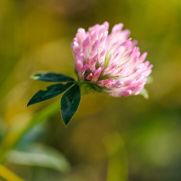 Soft pink flower blooms gently in sunlit meadow
