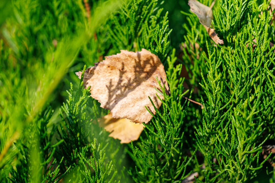 Single dry leaf rests among vibrant green conifer needles