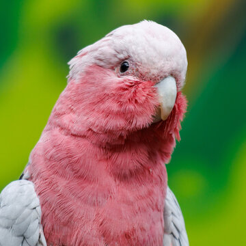 Pink cockatoo with soft feathers and curved beak
