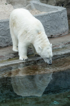 White bear stands near water's edge