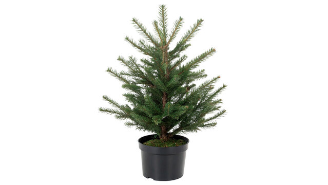 Small green potted Christmas pine fir tree inside black plastic pot isolated on transparent background.