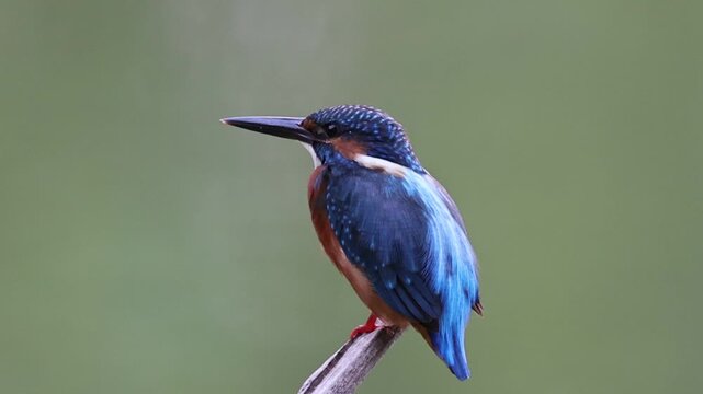 A close-up shot of a cute Common Kingfisher perched on a branch, turning its head, looking directly at the camera, and nodding alertly in its natural habitat.