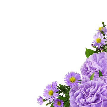 Two carnation flowers, purple asters and green leaves of ruscus in a corner floral arrangement isolated on white or transparent background