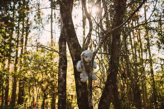 Disturbing teddy bear hanging on a tree in the forest