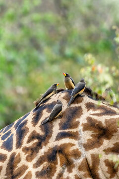 Yellow-billed oxpeckers, Buphagus africanus africanus, on the back of a Masai giraffe, Giraffa tippelskirchi, in the Masai Mara Triangle, Kenya. Foliage background with space for text.