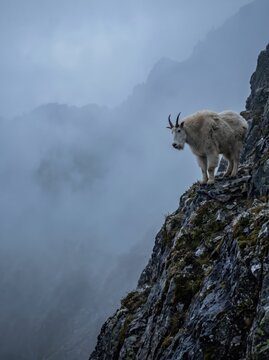 Mountain goat standing on steep rocky ledge above a misty mountain valley. Alpine wildlife in natural habitat. Mountain wilderness and wildlife conservation. Untamed nature and high altitude