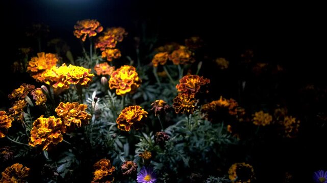 Nighttime video of yellow and blue flowers growing in the yard