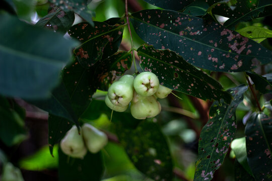 Cluster of fresh green wax apples hanging under dark spotted leaves in tropical orchard. Raw organic rose fruit growing in natural garden.