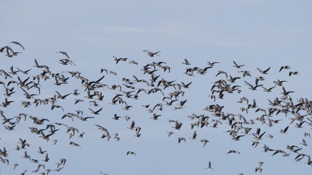 Hundreds of wild geese circle in the autumn sky, Greater White-fronted Geese (Anser albifrons) and Greylag Geese in flight