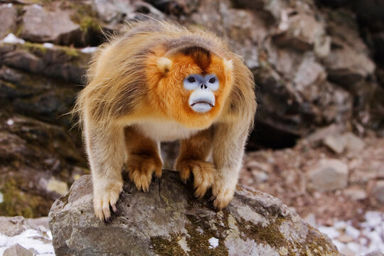 Golden monkey in threatening pose on rock