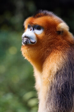 Golden monkey portrait china