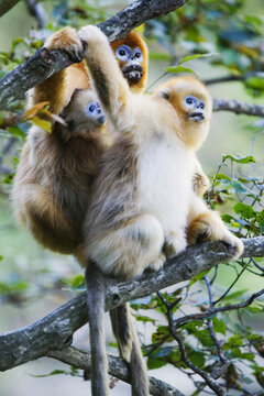 Golden monkeys sitting in tree branches china