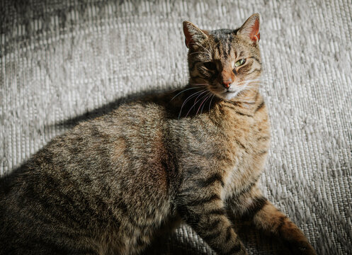 Cute tabby cat lying on a carpet in warm sunlight looking at camera close up portrait