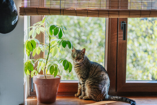 Front view of cute tabby cat sitting on windowsill next to houseplant with garden view