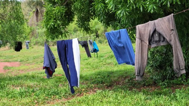 Trousers, shirts and jackets drying on a barbed wire clothesline under a leafy tree in sunny rural countryside of Misiones, northeast Argentina, near static handheld shot