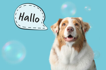 Cute Australian Shepherd dog with soap bubbles and speech cloud with word HALLO (German for HELLO) on blue background © Pixel-Shot