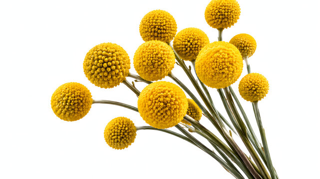 Craspedia Globosa Flowers Isolated on White Background, Yellow Billy Buttons and Golden Drumstick Flowers, Round Spherical Flower Heads on Long Stems