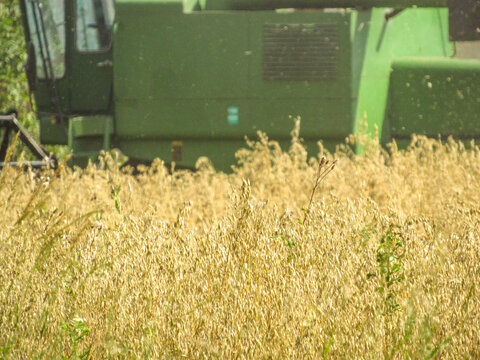 Green combine harvester stands behind golden grain in a field during daytime