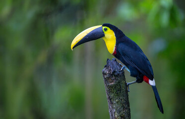 A yellow-throated toucan (Ramphastos ambiguus) perched on a branch in the Boca Tapada region of Costa Rica. © mylasa