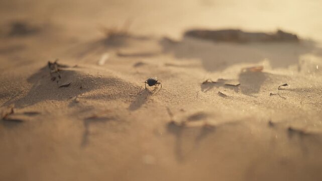 Tiny darkling beetle walking across windswept desert sand during golden sunset, with blowing sand grains creating an arid natural landscape, illustrating desert wildlife, harsh environment