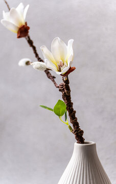 Close-up of a flowering  magnolia branch in a ribbed ceramic vase in front of a grey background