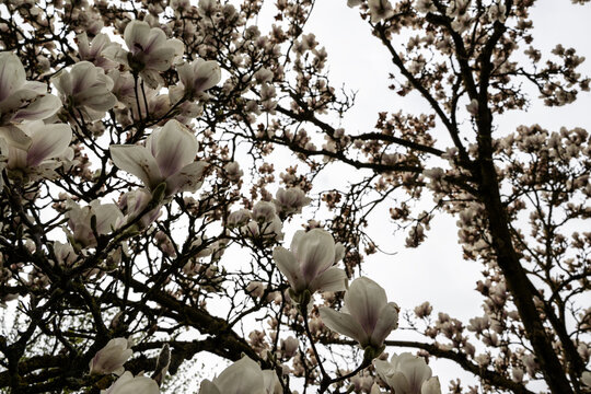 baum ast magnolie