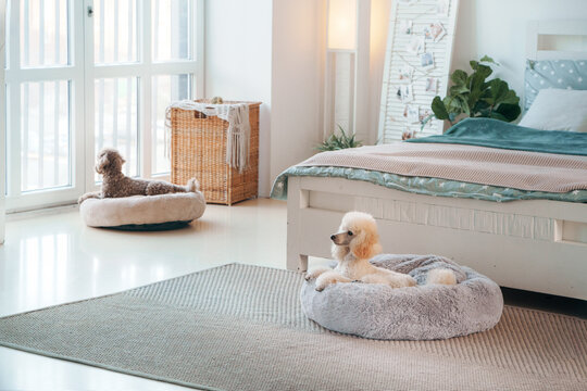 Small white dog relaxes in a plush round bed near a bright modern bedroom. Peaceful home interior emphasizes comfort, pet wellness and cozy independent resting space.
