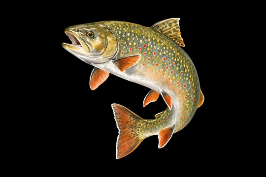 Isolated trout fish vector