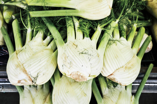Organic fennel bulbs fresh at a farmers market stall